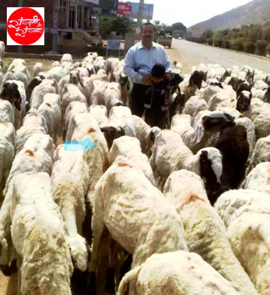 Walking with a flock of sheep on the highway