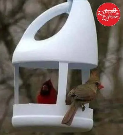 A simple feeder welcoming neighbourhood birds