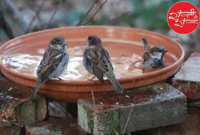 Sparrows gathering at a clay water bowl